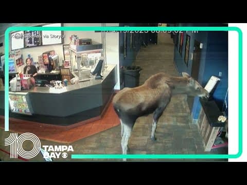 Moose caught on camera munching on popcorn in Alaska movie theater