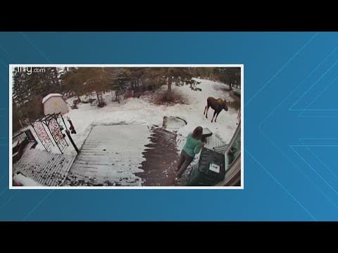 Woman uses 'mom voice' to stop moose in its tracks, save dog