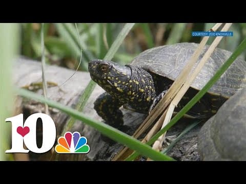 Zoo Knoxville preps turtles for cold weather