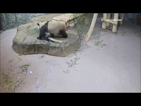 Panda party for Bao Li at Smithsonian Zoo as cub turns 4
