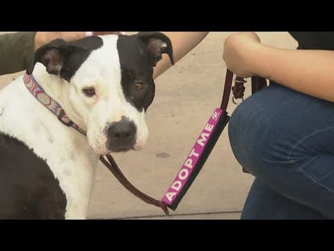 San Diego Humane Society giving away FREE microchips at vaccine clinics all October