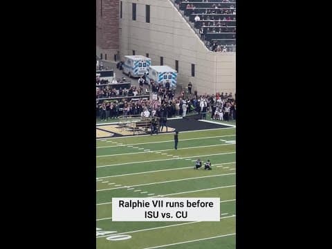 Ralphie VII runs before Colorado vs Iowa State football game