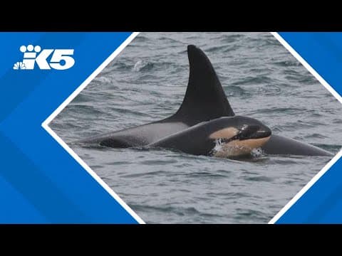 New orca calf spotted with J pod
