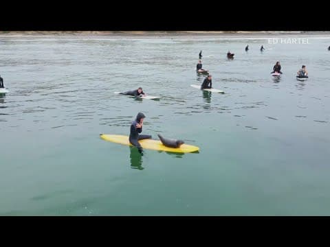Orphaned seal pup swims from board to board to hang with surfers at Tourmaline Surf Park