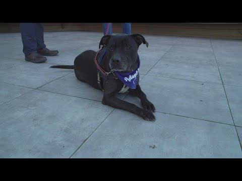 Halloween Pet Safety Tips from the San Diego Humane Society