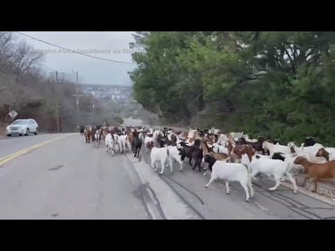 Goats found wandering streets of Texas town