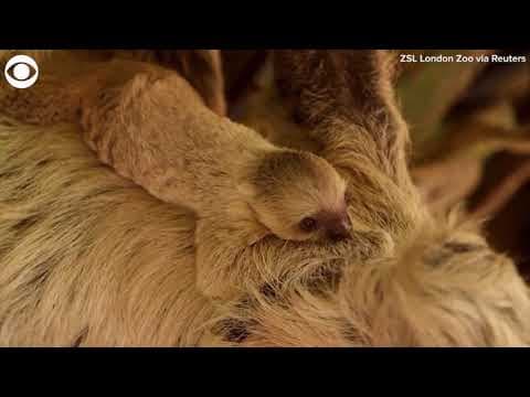 Sloth born at London zoo
