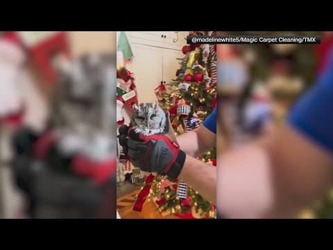 Baby owl found hiding in Lexington, Kentucky Christmas tree