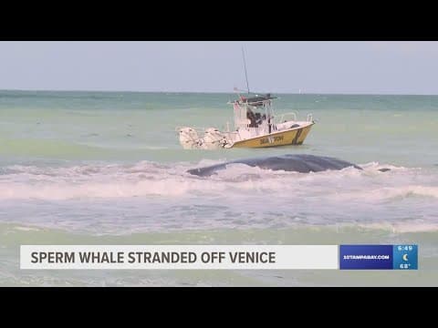 50-foot whale stranded off coast of Venice