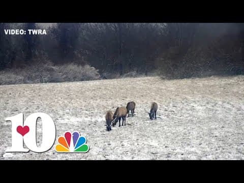 3 wonderful minutes of elk grazing in the snow at Hatfield Knob