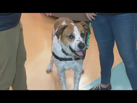 Local animal shelters are in a state of emergency