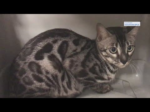 Houston SCPA rescues dozens of exotic cats, kittens from property in Alvin after owner died