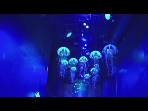 SeaWorld San Diego unveils 'Jewels of the Sea: A Jellyfish Experience'