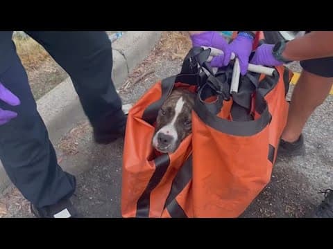 SPCA: Dog rescued after being left on second-story balcony while owner out of town