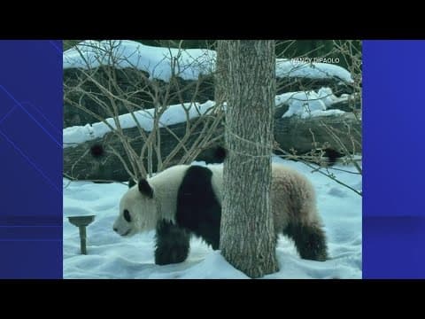 Just 4 day until the Pandas exhibit open at The National Zoo
