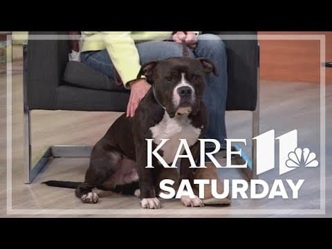 Tips for responsible dog ownership in public