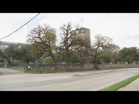 Three trees in Houston's Montrose area designated as historic landmarks in effort to save them