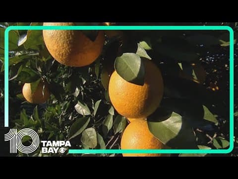 Researchers at University of Florida explore breakthrough approach to combat citrus 'greening'