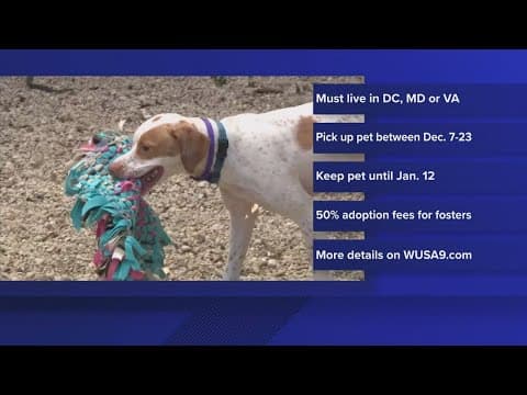 Home for the holidays? Why not help foster a pet in need