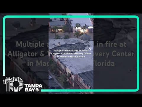 Fire kills multiple animals at Alligator & Wildlife Discovery in Madeira Beach, #florida #localnews