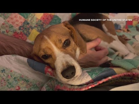 WATCH: Better CARE Act to help federal agencies crack down on animal abuse cases