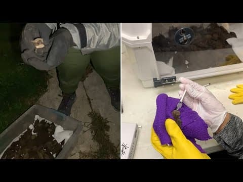 Houston freeze: More than 100 cold-stunned bats rescued