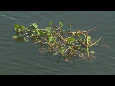 Invasive plants found in Lake Pontchartrain in Louisiana