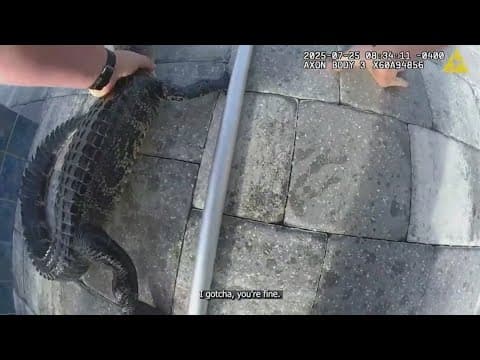 'You're super mad': Video shows alligator getting feisty with Florida deputy in backyard pool
