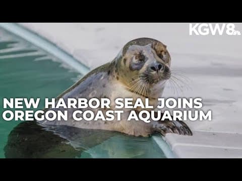 Pacific harbor seal settles in at Oregon Coast Aquarium