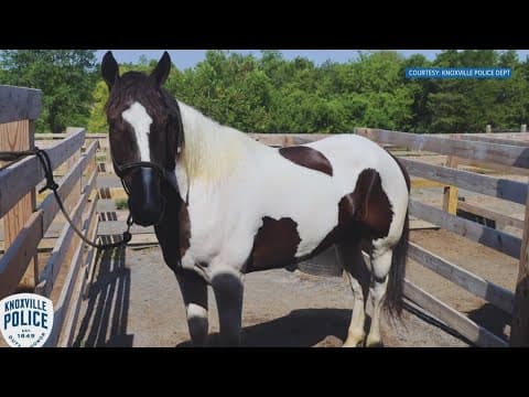 Knoxville Police want your helping in naming three new horses