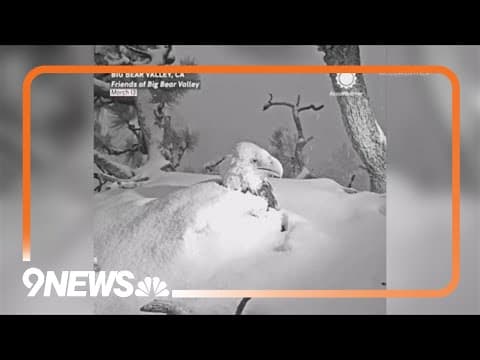Big Bear eagles protect eaglets in snowstorm
