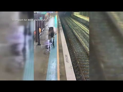 Horse visits train station in Australia