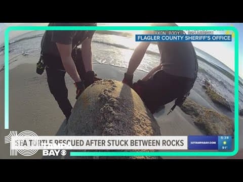 Flagler County Sheriff's Office rescues large sea turtle south of Marineland
