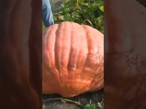 How Do Giant Pumpkins Get So Big?