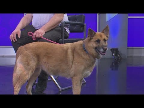 Tailwaggers: Meet Dani