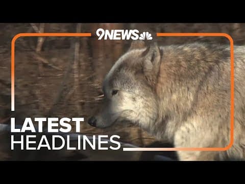 Latest headlines | Wolf kills cow in Jackson County, Colorado wildlife officials confirm