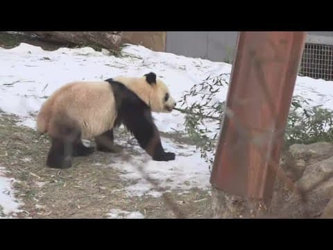 Visitors pour into DC National Zoo to catch a glimpse at pandas