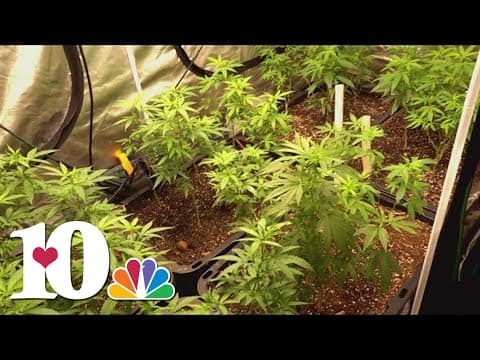 THCA in Tennessee: A 'legalized high' could soon end