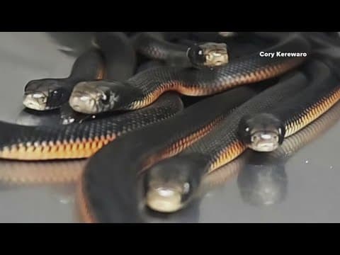 More than 100 snakes found in an Australian man's yard