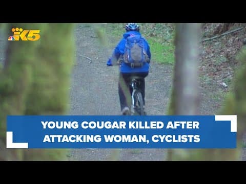 Young cougar killed after attacking cyclists, injuring woman near Snoqualmie