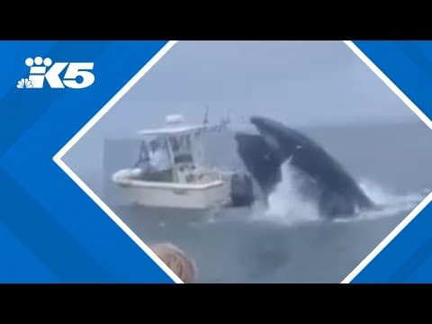 Breaching whale capsizes boat