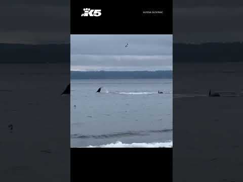 Orca pod puts on a show at Seattle beach