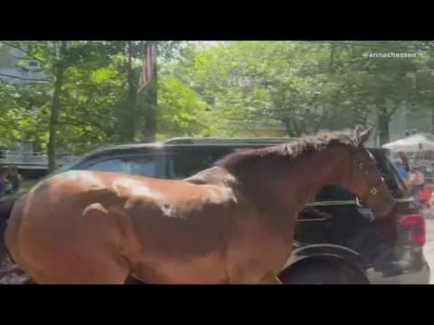 VIDEO: Horse gets loose in Takoma Park 4th of July parade