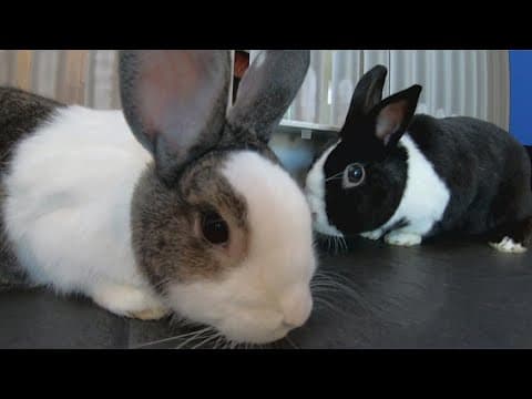 Considerations before buying an Easter bunny