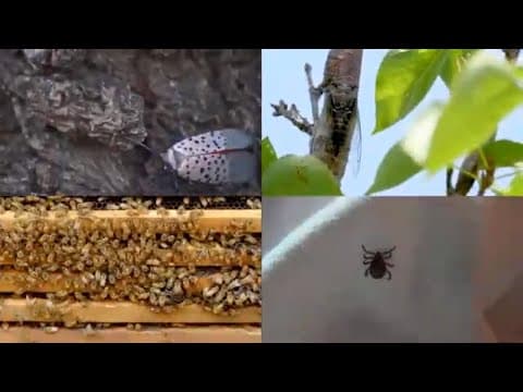 Muggy weather makes it more buggy, too