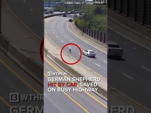 German shepherd hit by car, rescued on busy highway