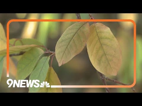 Why are fall colors already showing up in Colorado?