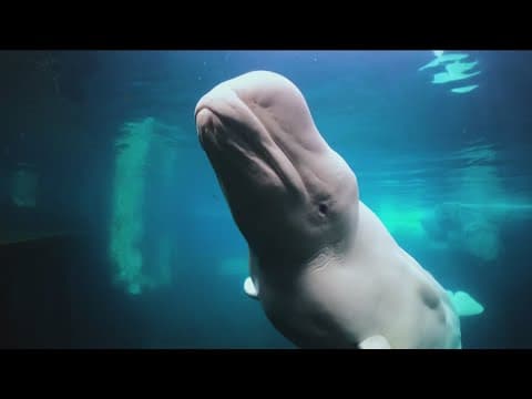 City of San Diego and SeaWorld settle unpaid rent lawsuit for $8.5 million