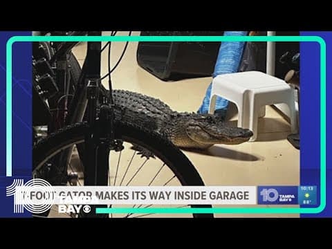 7-foot alligator found relaxing in North Port garage