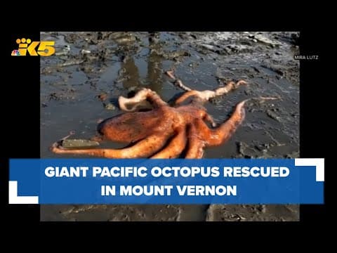 Giant Pacific octopus rescue in Mount Vernon caught on camera